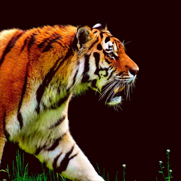 Stunning close-up of a powerful tiger captured in an LED Box Frame, adding a wild touch to your decor.