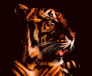 Close-up of a powerful tiger, captured in detail with its striking orange and black stripes, symbolizing strength and grace for a vibrant LED Box Frame display.