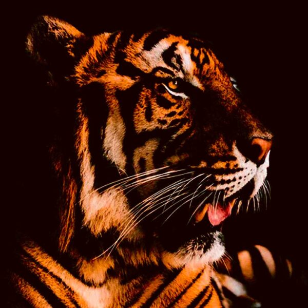Close-up of a powerful tiger, captured in detail with its striking orange and black stripes, symbolizing strength and grace for a vibrant LED Box Frame display.