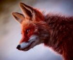 A close-up of a beautiful fox with piercing eyes, showcasing its detailed fur and sharp features, ideal for adding an enchanting natural touch to your LED Box Frame display.
