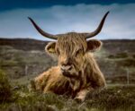 A Highland cow resting on the grassy landscape with long, shaggy fur and prominent curved horns, perfect for a calming display in an LED Box Frame.