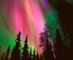 Striking green, pink, and purple northern lights dancing in the sky above a silhouette of tall trees