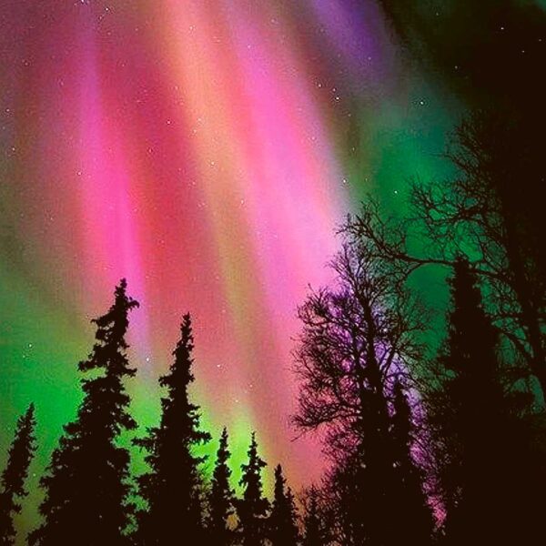 Striking green, pink, and purple northern lights dancing in the sky above a silhouette of tall trees