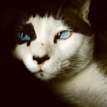 Close-up of a beautiful cat with bright blue eyes, captured in an LED Box Frame, adding charm to your space.
