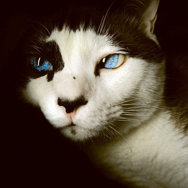 Close-up of a beautiful cat with bright blue eyes, captured in an LED Box Frame, adding charm to your space.