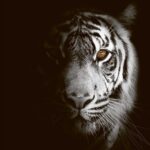 Half-lit white tiger portrait with piercing amber eye emerging from deep shadows