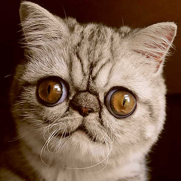 Close-up of a cute Persian kitten with large expressive eyes, captured beautifully in an LED Box Frame.