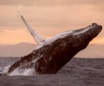 Majestic humpback whale breaching at sunset with splashes and golden sky in the background