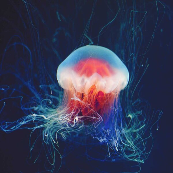 Beautiful glowing jellyfish illuminated in vibrant colors, framed by LED Box Frame lighting.