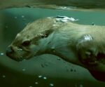 Underwater close-up of an otter swimming gracefully with bubbles in deep green water