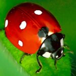 A close-up of a ladybird with red wings and black spots, perched on a green leaf.