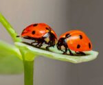 Two ladybirds with red shells and black spots, sitting on a green leaf.