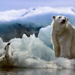 A majestic polar bear standing tall on an iceberg, surrounded by the cool blue of the icy landscape.