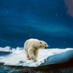Polar bear standing on drifting ice under a starlit Arctic sky