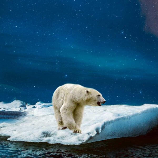 Polar bear standing on drifting ice under a starlit Arctic sky