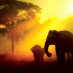 Elephants walking gracefully through a golden-lit savanna at sunset, captured in a stunning image displayed in a custom LED Box Frame, enhancing the beauty of wildlife.