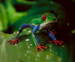 Tree Frog 407