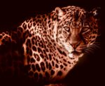 Leopard in warm sepia light with striking pattern and focused eyes