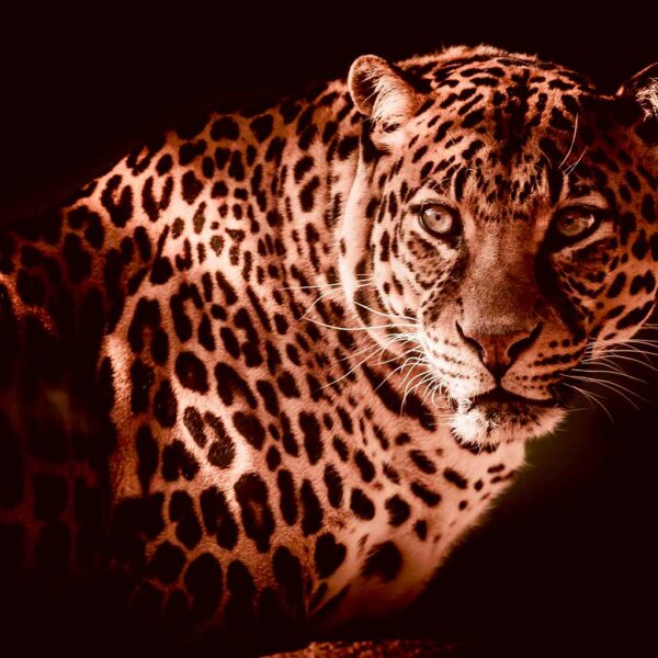 Leopard in warm sepia light with striking pattern and focused eyes