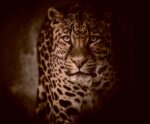 Leopard in sepia tone with intense gaze and dark background