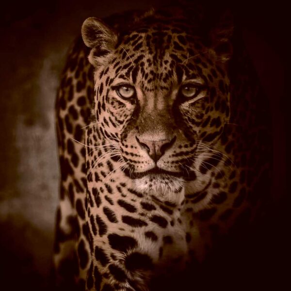 Leopard in sepia tone with intense gaze and dark background