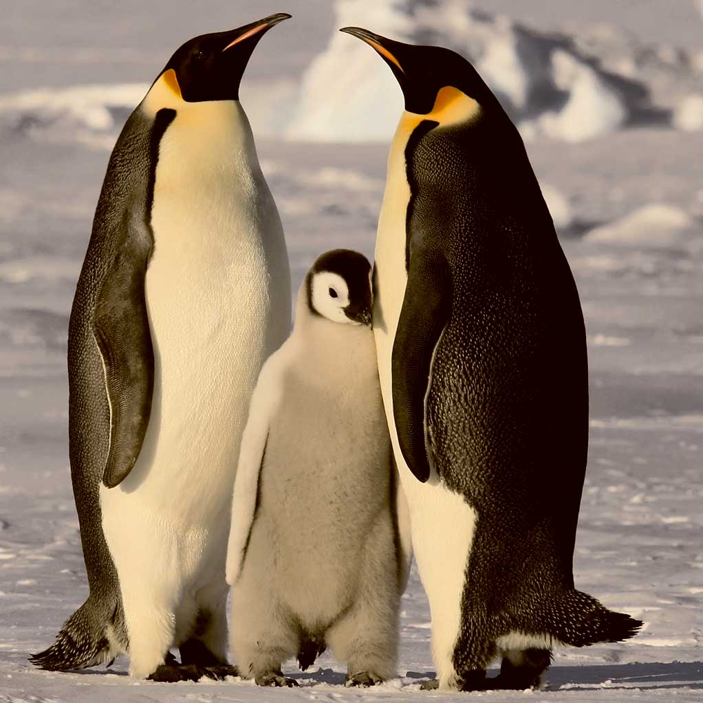Emperor penguin parents with fluffy baby chick standing on Antarctic ice