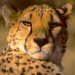 Close-up portrait of a relaxed cheetah with amber eyes and distinctive tear-mark facial markings