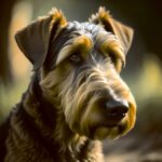 Close-up of a lovely Airedale Terrier, with its distinctive fur texture and adorable expression, showcased in a custom LED Box Frame that enhances its elegance.