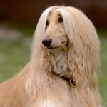 Elegant Afghan Dog with flowing coat, featured in a customizable LED Box Frame, perfect for showcasing nature and pet art in your home decor