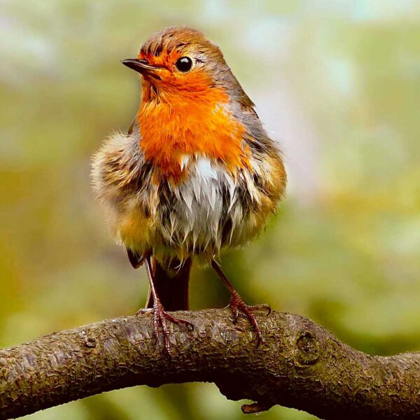 Birds LED Box Frames