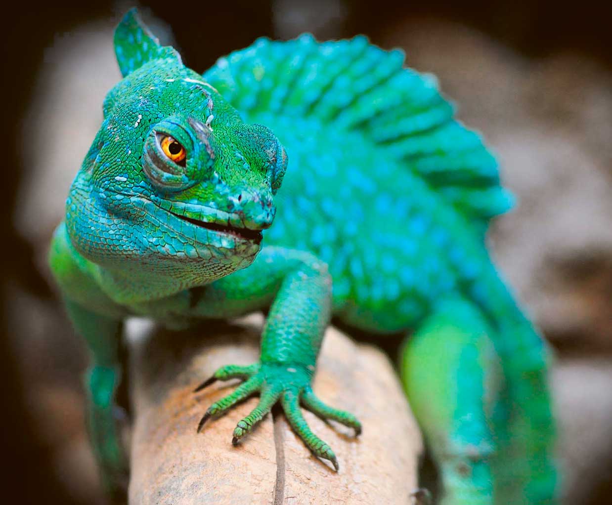 Reptiles LED Box Frames