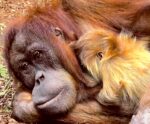 Orangutan Ape 415