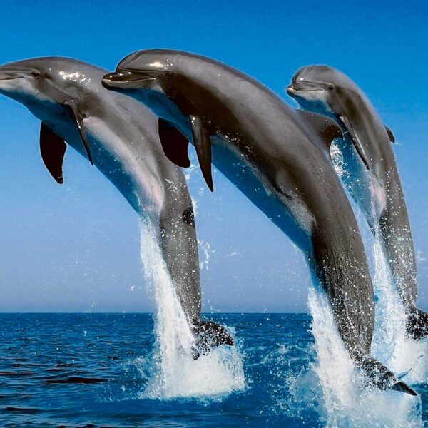 Three dolphins leaping joyfully above the ocean surface under a bright blue sky