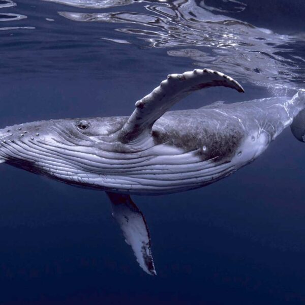 Graceful humpback whale swimming beneath the ocean surface in crystal-clear blue water