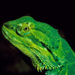 Close-up of a vivid green bearded dragon with intricate scales and piercing yellow eyes, set against a dramatic black background.