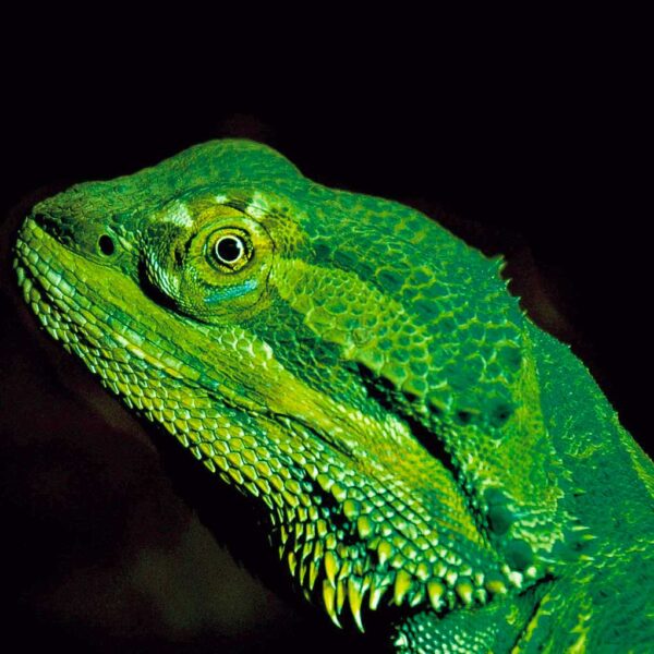 Close-up of a vivid green bearded dragon with intricate scales and piercing yellow eyes, set against a dramatic black background.