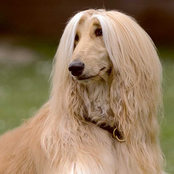 Afghan Hound LED Box Frames