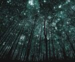A forest of tall, bare trees reaching up toward a star-filled night sky glittering with constellations