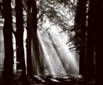 A black and white forest scene with dramatic beams of sunlight piercing through tall trees and mist