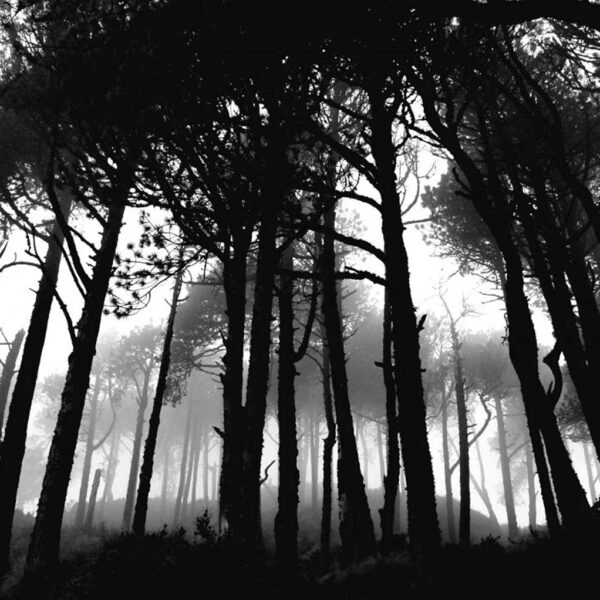 A fog-filled forest in high contrast black and white with tall, shadowy trees and misty light filtering through