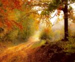 A rustic forest road lined with golden and red autumn leaves under soft sunlight