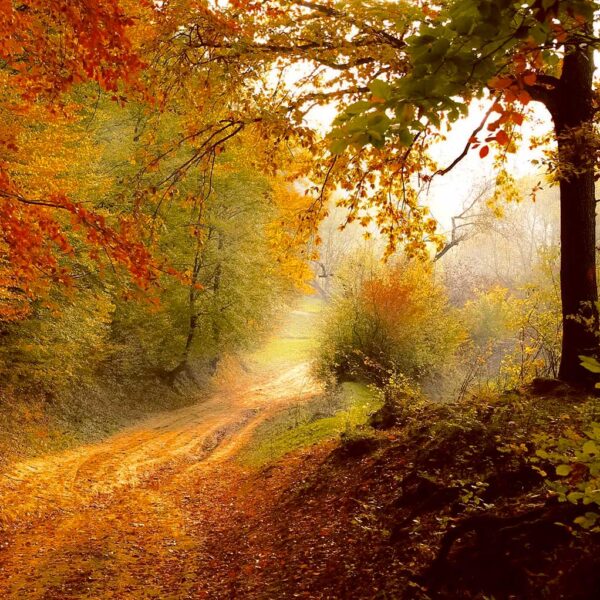 A rustic forest road lined with golden and red autumn leaves under soft sunlight