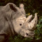 Close-up of a rhinoceros – Wildlife-Inspired LED Box Frame Design