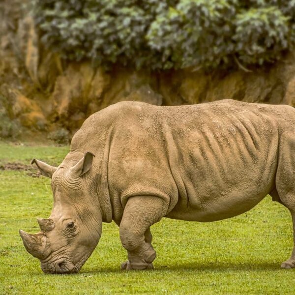 Close-up of a rhino grazing in the grass, displayed in an energy-efficient LED Box Frame.