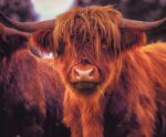 Close-up of a Longhorn Highland cow, eco-lit display in an energy-efficient LED Box Frame.