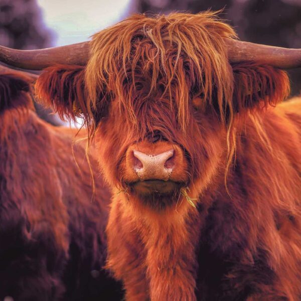 Close-up of a Longhorn Highland cow, eco-lit display in an energy-efficient LED Box Frame.