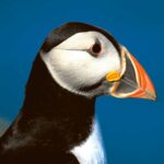 Close-up of a puffin with vibrant beak, displayed in an energy-efficient LED Box Frame.