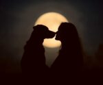 Silhouette of a couple kissing with a dog at their side under a full moon, displayed in an eco-friendly LED Box Frame with customizable lighting.