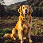 A beautiful Golden Retriever dog captured outdoors with its golden fur shining in the sunlight, displayed in an energy-efficient LED Box Frame, creating an eco-lit, natural glow.