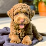 A joyful Labradoodle puppy with curly fur, captured in a playful pose, presented in an eco-lit LED Box Frame with customizable lighting for a cozy home display.